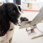 SpotitEarly launches in U.S. with .3M to detect most cancers utilizing AI and canine