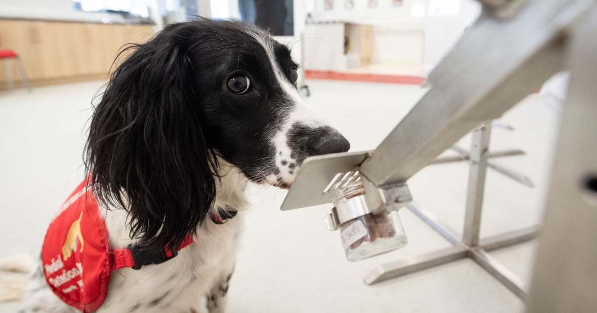 SpotitEarly launches in U.S. with .3M to detect most cancers utilizing AI and canine