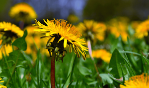 7 Yard Natural Treatments to Harvest Your self